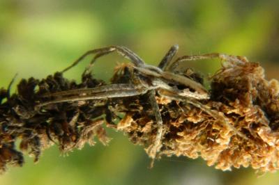 <i>Pisaura mirabilis</i>
