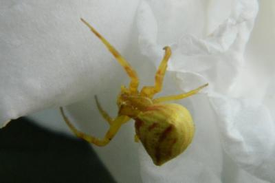<i>Thomisus onustus</i>