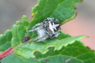 <i>Agalenatea redii</i>