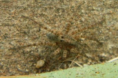 <i>Pardosa</i>