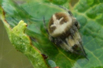 <i>Agalenatea redii</i>