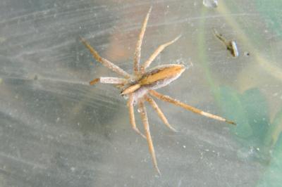 <i>Pisaura mirabilis</i>