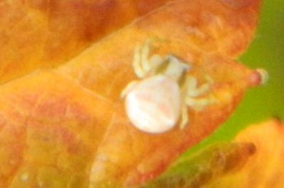 <i>Thomisus onustus</i>