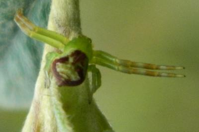 <i>Ebrechtella tricuspidata</i>