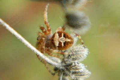 <i>Agalenatea redii</i>