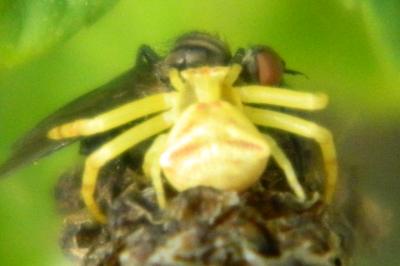 <i>Thomisus onustus</i>