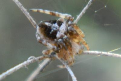 <i>Agalenatea redii</i>