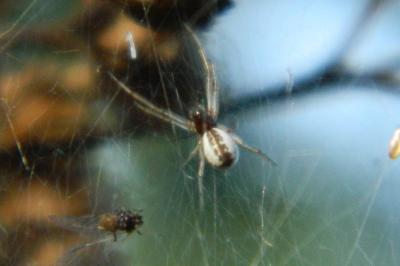 <i>Frontinellina frutetorum</i>