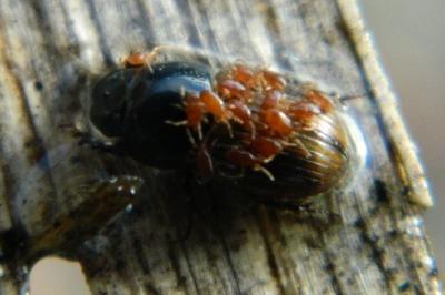 <i>Parasitus</i>