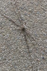 <i>Dicranopalpus ramosus</i>
