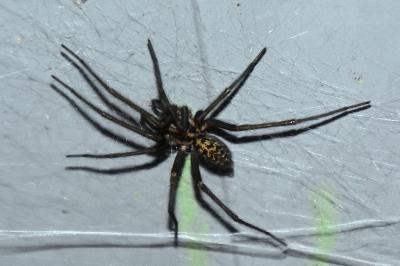 <i>Eratigena duellica</i>