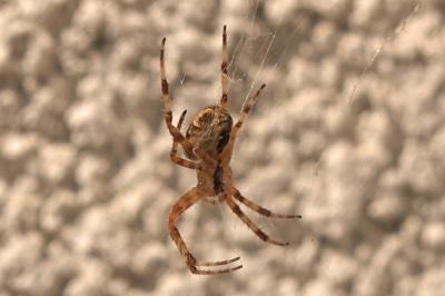 <i>Araneus diadematus</i>