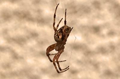 <i>Araneus diadematus</i>