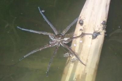 <i>Dolomedes</i>