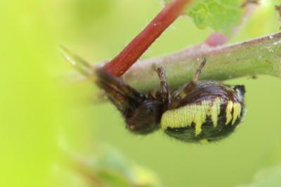 <i>Synema globosum</i>