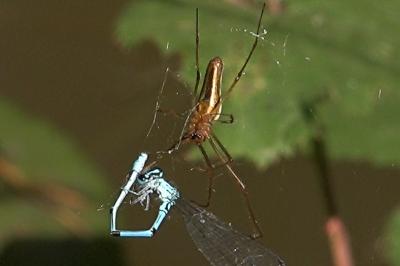 <i>Tetragnatha extensa</i>