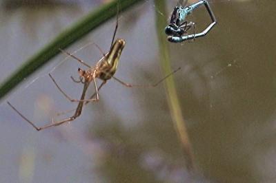 <i>Tetragnatha extensa</i>