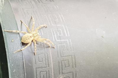 Zoropsis spinimana