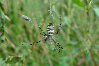 <i>Argiope bruennichi</i>