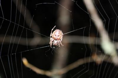 <i>Nuctenea umbratica</i>