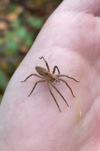 <i>Pisaura mirabilis</i>
