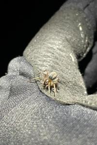 <i>Amaurobius ferox</i>