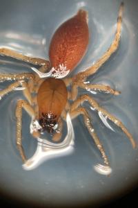 <i>Clubiona</i>