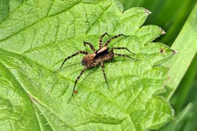 <i>Pardosa</i>