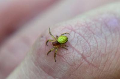 <i>Araniella cucurbitina</i>