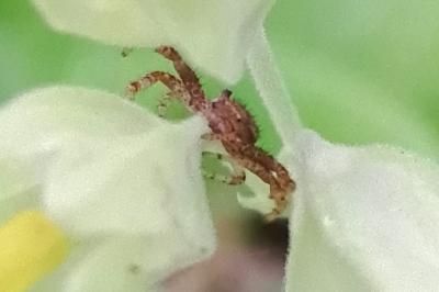 <i>Xysticus</i>