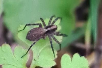 <i>Pardosa</i>