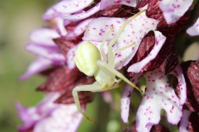 <i>Misumena vatia</i>