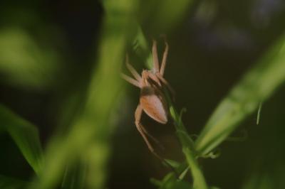 <i>Pisaura mirabilis</i>