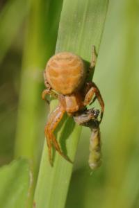 <i>Xysticus</i>