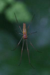 <i>Tetragnatha extensa</i>