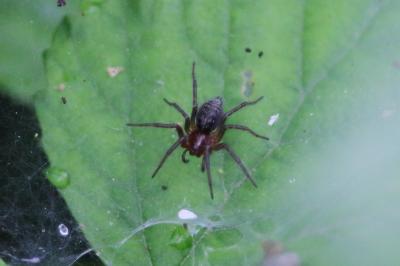 <i>Allagelena gracilens</i>