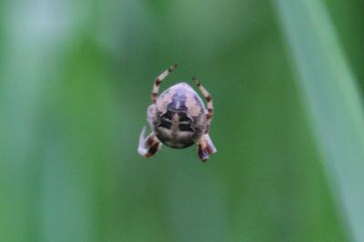 <i>Larinioides cornutus</i>