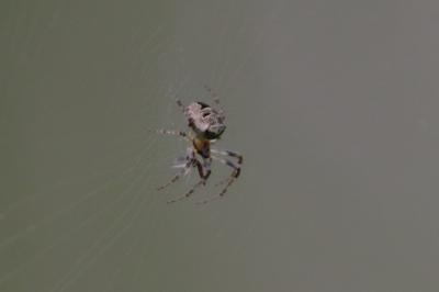 <i>Zilla diodia</i>