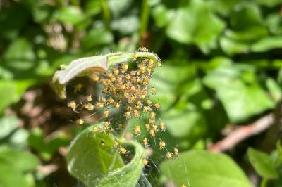 <i>Araneus diadematus</i>