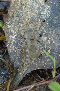 <i>Arctosa cinerea</i>