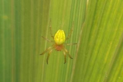 <i>Araniella</i>
