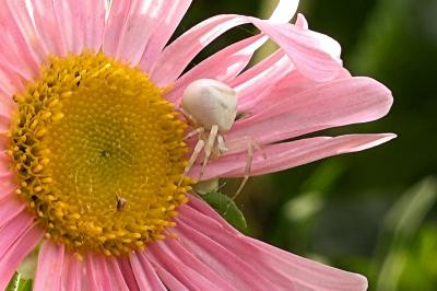 <i>Thomisus onustus</i>