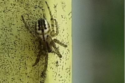 <i>Mangora acalypha</i>