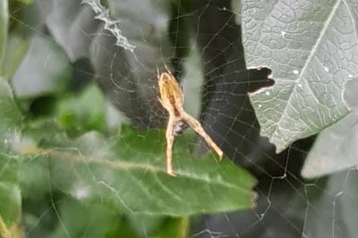 <i>Uloborus walckenaerius</i>