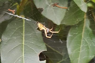 <i>Uloborus walckenaerius</i>