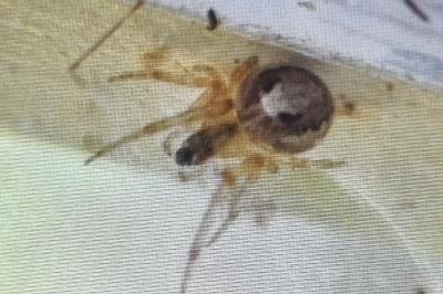 <i>Zygiella x-notata</i>