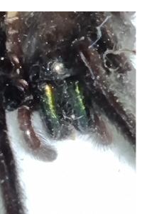 <i>Segestria florentina</i>