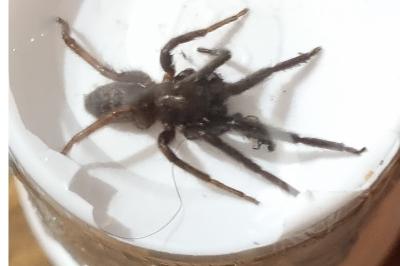 <i>Segestria florentina</i>