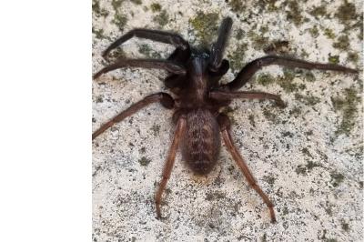<i>Segestria florentina</i>