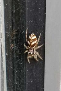 <i>Salticus scenicus</i>